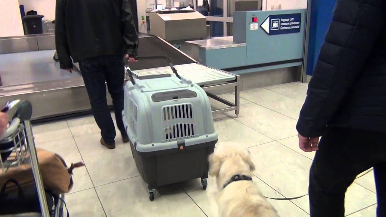 DOG TRAVELS BY AIRPLANE - YouTube