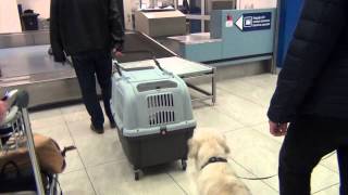 DOG TRAVELS BY AIRPLANE
