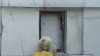 双子のホッキョクグマ ダンス＆ダイブ part2~Polar Bears