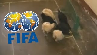 Welcome to Fifa