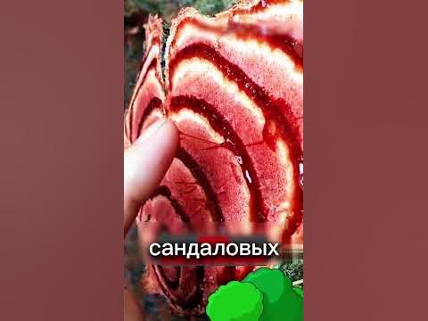 Это самое дорогое дерево в мире #психология #развитие - YouTube