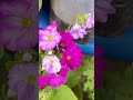 Beautiful Colourful Flowers ll Turzum ll Pokhriabong ll #shorts