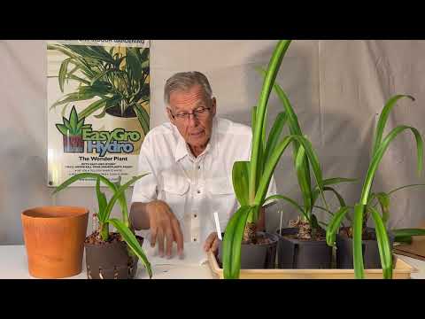Videó: Újravirágzó növény információ – Tudjon meg többet a többször nyíló virágokról