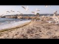 4k 1 hour sea sounds  seagulls and waves at morning beach