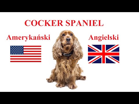 Wideo: Różnica Między Amerykańskim Cocker Spanielem A Angielskim Cocker Spanielem