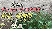 花 チョコレートコスモスの育て方 摘芯 地植え Youtube