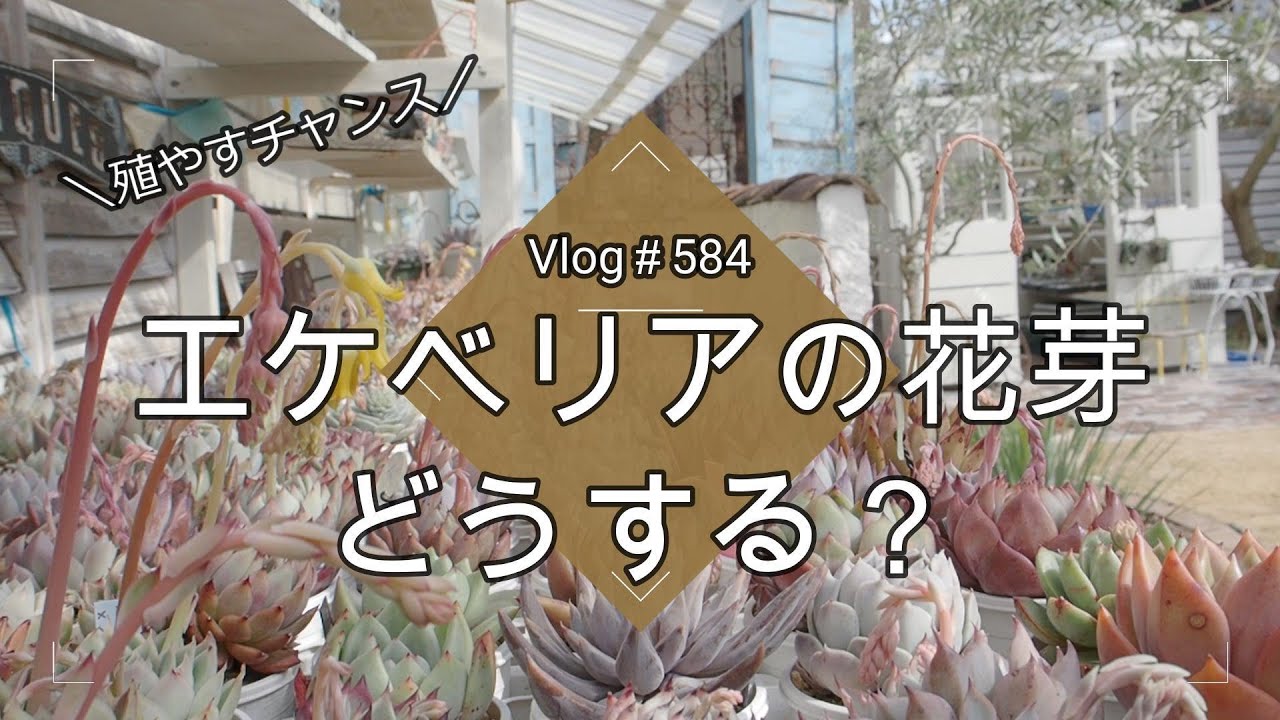 Vlog584][Succulents] What to do with Echeveria flower stalks? 🌸 A