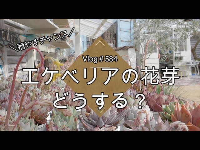 Vlog584][Succulents] What to do with Echeveria flower stalks? 🌸 A