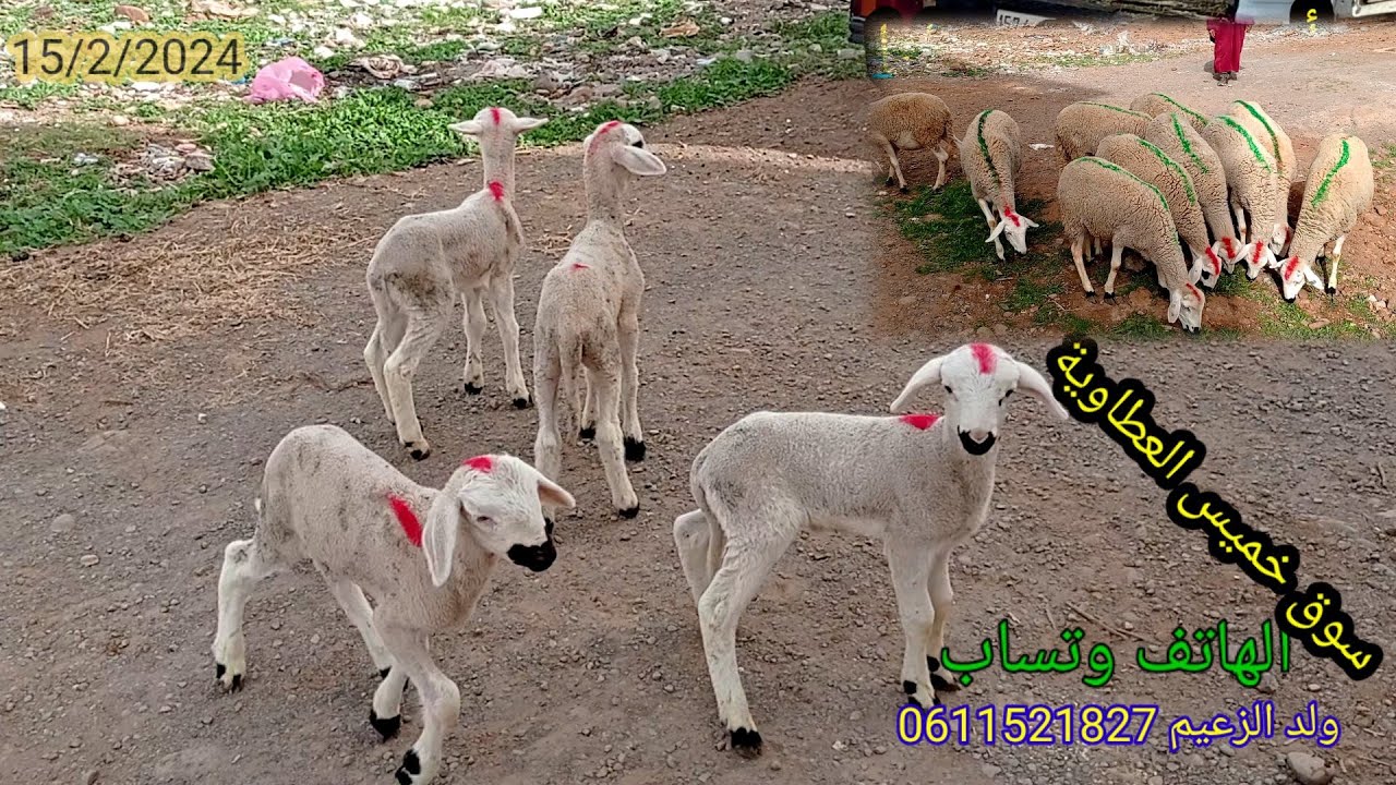 سوق الغنم خميس العطاوية اليوم تقديت 10 خروفات دافعات و 2 نعجات متومات 15/2/2024