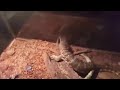 Lizard slamming mouse against wall to Seven Nation