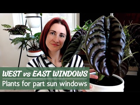 וִידֵאוֹ: צמחי בית לחלונות מערביים: הצמחים הטובים ביותר לחלונות מערביים