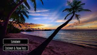 Coconut & Palm Trees - Sundown