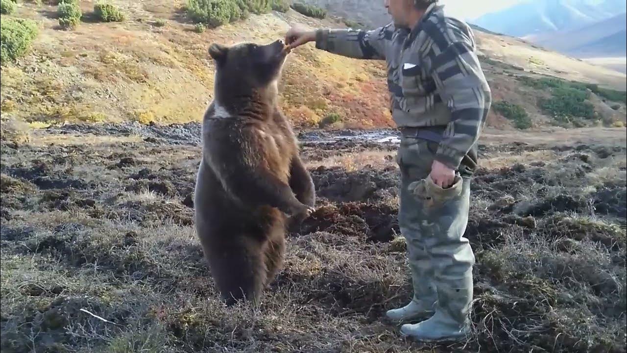 Кормит медведя