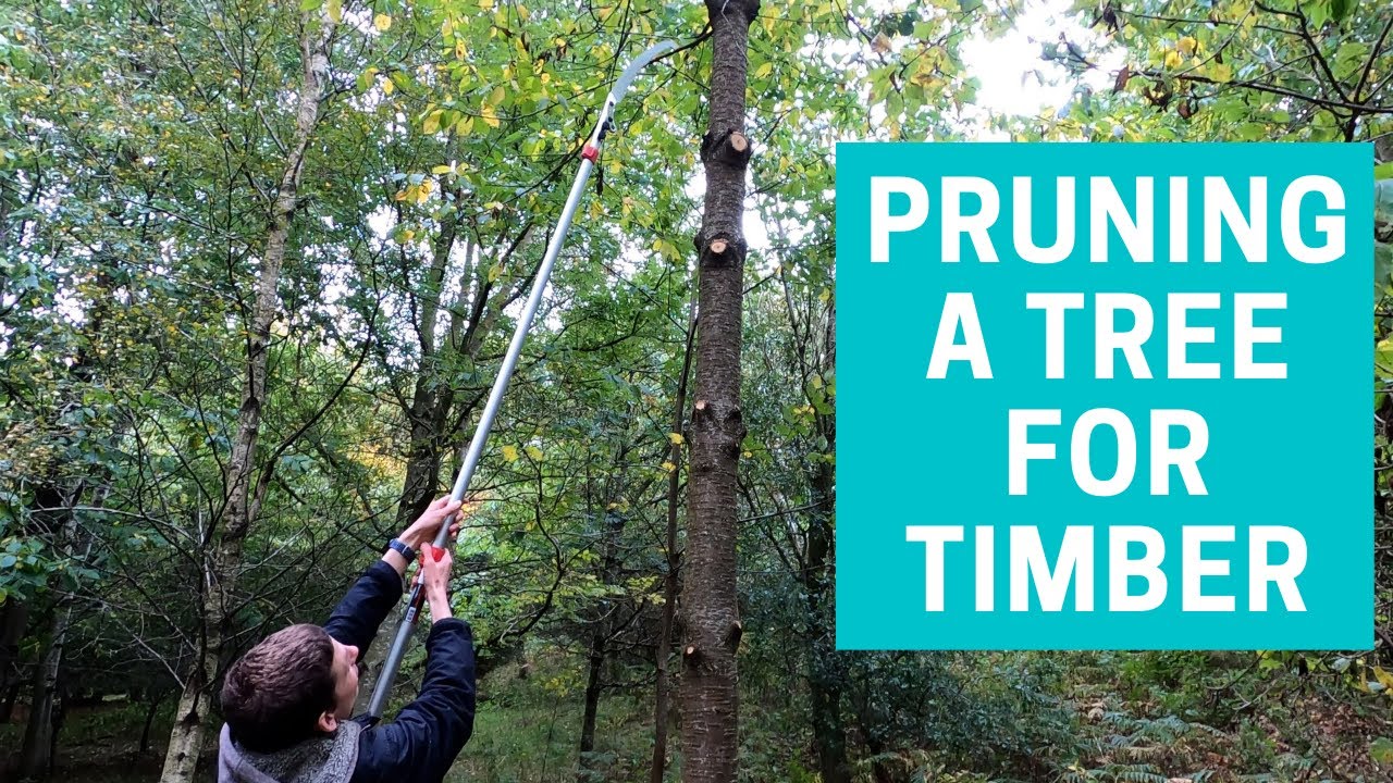 How to prune a tree to create good timber in the future. - YouTube