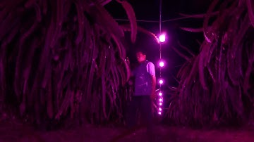 Giải pháp chiếu sáng cho cây thanh long trong nông nghiệp công nghệ cao    Rạng Đông