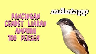 SUARA CENDET HUTAN# PANCINGAN CENDET MACET BUNYI#CENDET GACOR