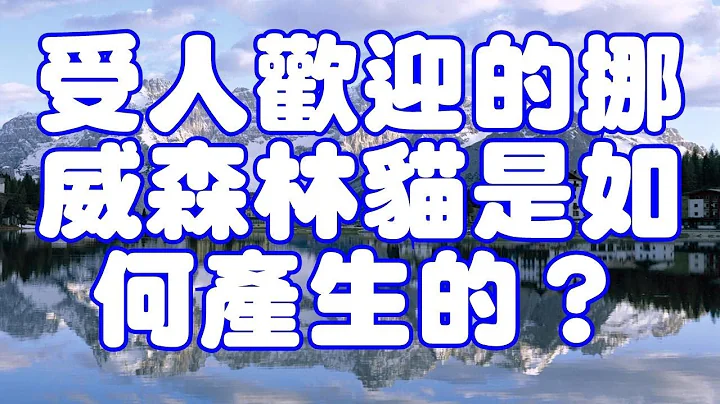 Video 6783091: norwegian forest cat rare, popular cat