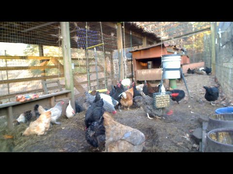 Happy chicken cam - Georgia