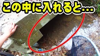 【取り放題】トンネルの下を「巨大アミ」ですくったら珍しい絶品食材が獲れた！！！