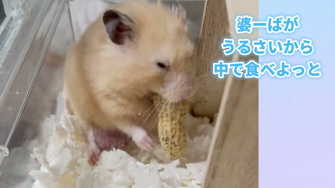 🐹【リベンジ編】生まれて初めての落花生２🥜食べている所みせて(笑)