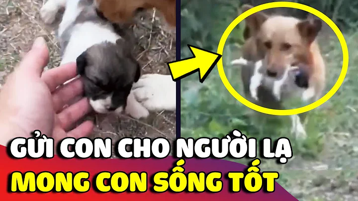 Chú chó hoang 'MANG CON' đến cho người lạ chăm sóc để con có cuộc sống 'TỐT HƠN' 😥 | Gâu Đần