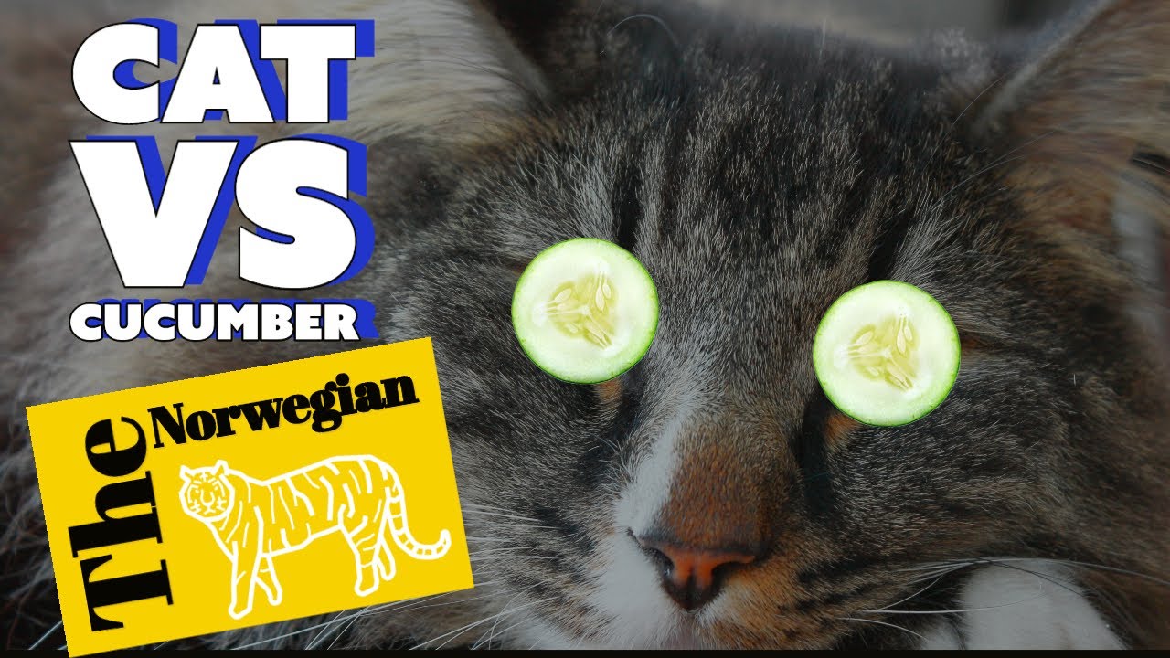 Cat Cucumber What will it be? Tigris reaction to Cucumber on his Food Norwegian Forest