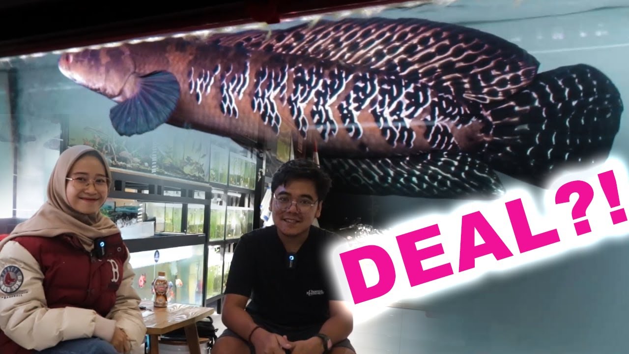 Halo REOG!! detik-detik Tangkap langsung Channa Maru MEVVAH VIRAL