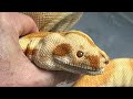Another reptile rescue sylvester update these are a challenge part 1
