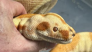 Famous Another Reptile Rescue, Sylvester Update, these are a Challenge Part 1. Wealth