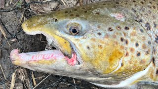Underspin fishing for BIG Wisconsin brown TROUT
