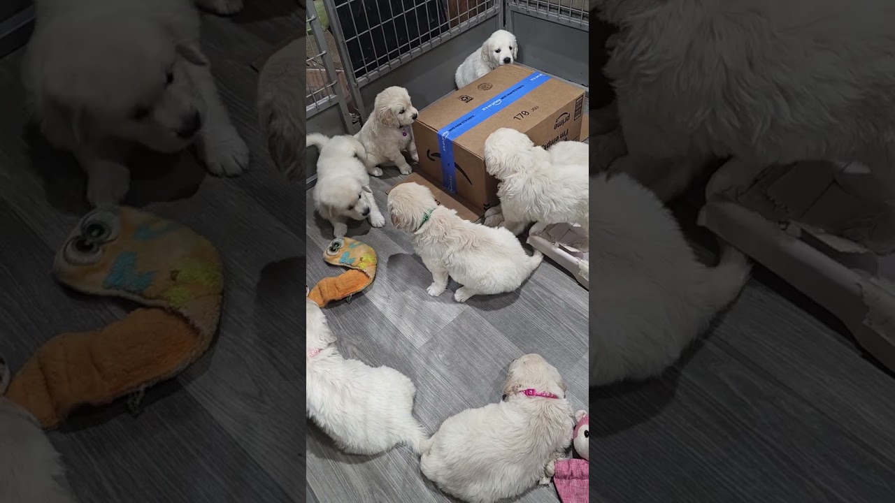 Inside the Puppy Pen- day 40 The Pride and Prejudice litter