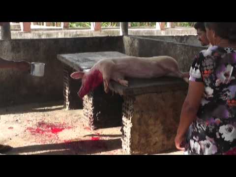 Vídeo: Observando O Abate De Porcos Com Albina - Rede Matador
