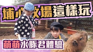 《JessLife》旅遊紀錄 \/\/ 埔心牧場萌萌水豚君體驗
