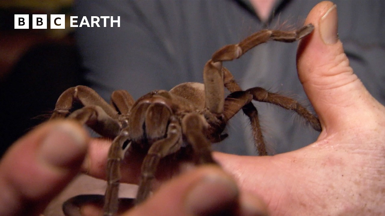 Stalking the World’s Largest Tarantula | Expedition Guyana