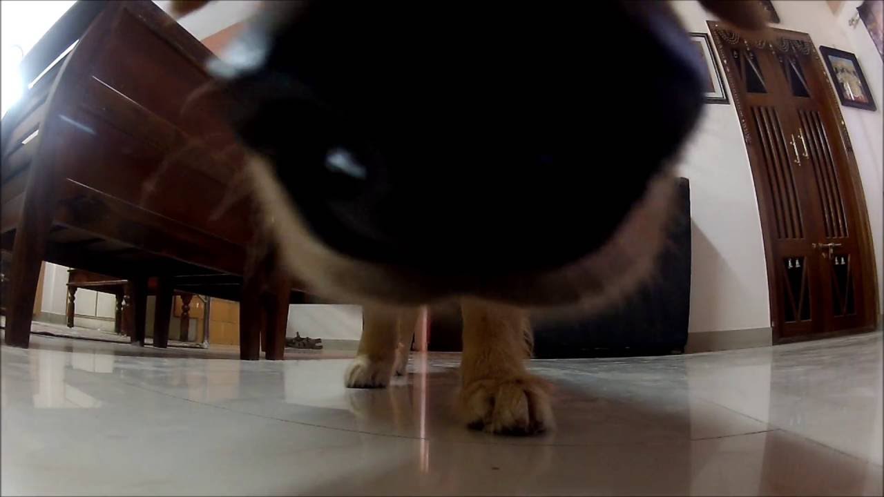 Dog Steals Camera YouTube