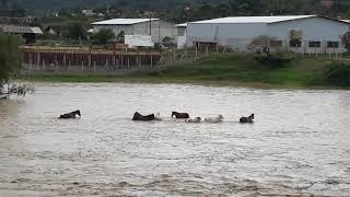 Animais lutam contra a correnteza da cheia do rio Itajaí Mirim, em Brusque