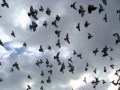 Pigeons Flying Sound Effect