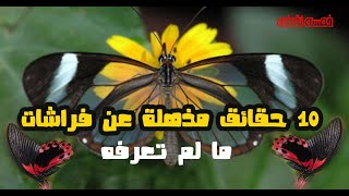 10 معلومات مذهلة عن الفراشات 