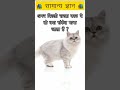 अगर बिल्ली रास्ता काट दे तो क्या संकेत माना जाता है #viral #viralvideo #gk #shorts #like #comedy