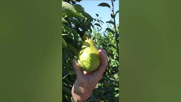 When to Pick Pears