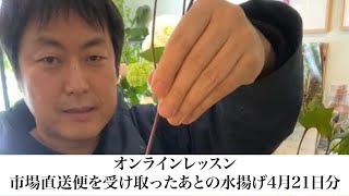 【自宅でできる水揚げ方法】バラ、ビバーナムスノーボール、クレマチス、ダリア、ゼラニウム (市場直送便4月21日分)