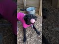Video of adoptable pet named Cheyenne: At shelter