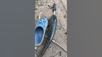 Câu Cá Lóc Bằng Nhái Hơi Bắc Ngờ Đụng Hugo Việt Nam .| Đồ Câu Đại Ngáo#shorts