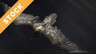 Wild Bearded Vulture Animal in Flight, Aerial Stock Footage Clip, Luftaufnahme von Bartgeier im Flug