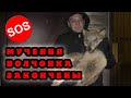 Бедное животное пережило ужасные муки. Спасение волчицы.