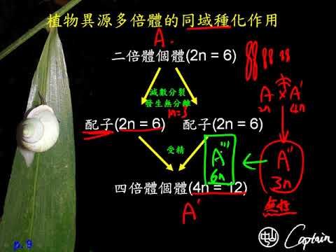 10602高三選修生物ch12 2 04異域種化與同域種化的例子三捷