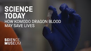 How Komodo dragon blood may save lives