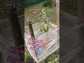 Вітаю ПІДПИШИСЬ SUBSCRIBE #gardeningideas #gardenflowers #przycinanie