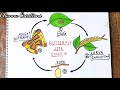 Butterfly Life Cycle diagram...|| How to draw life cycle diagram of butterfly step by step