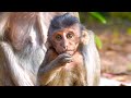 Cute baby monkey  full documentary  baby wildlife really adorable